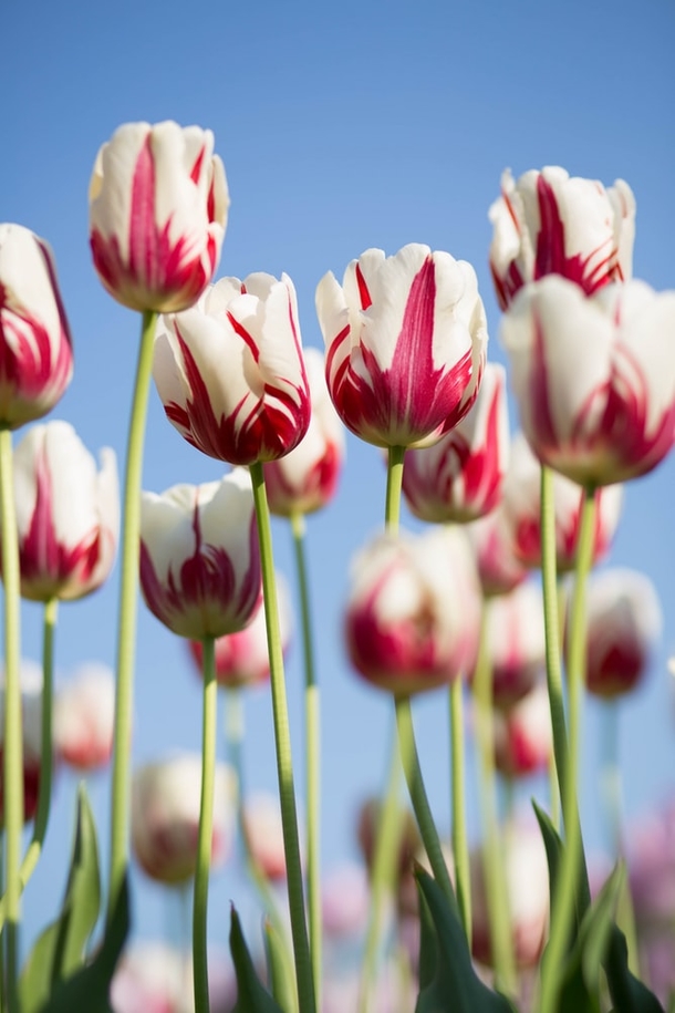 10 Perfect Floral Photography Images - picture 3