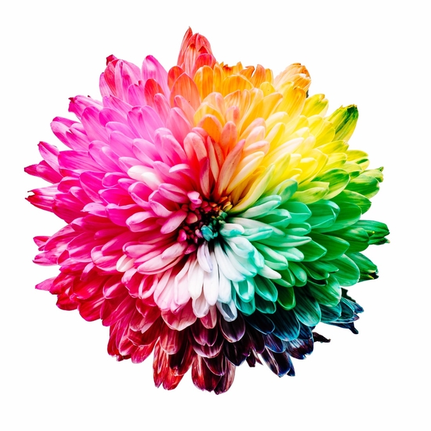 10 Perfect Floral Photography Images - picture 4
