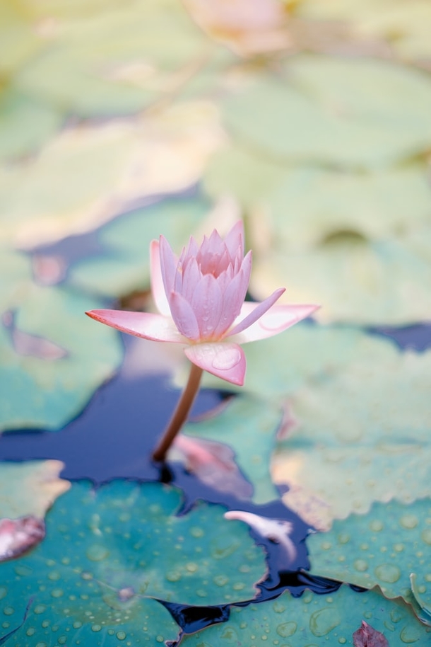 10 Perfect Floral Photography Images - picture 6