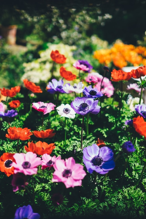 10 Perfect Floral Photography Images - picture 9