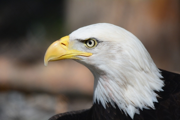 10 Photography Images To Bring Out The Patriotism Inside You - picture 2