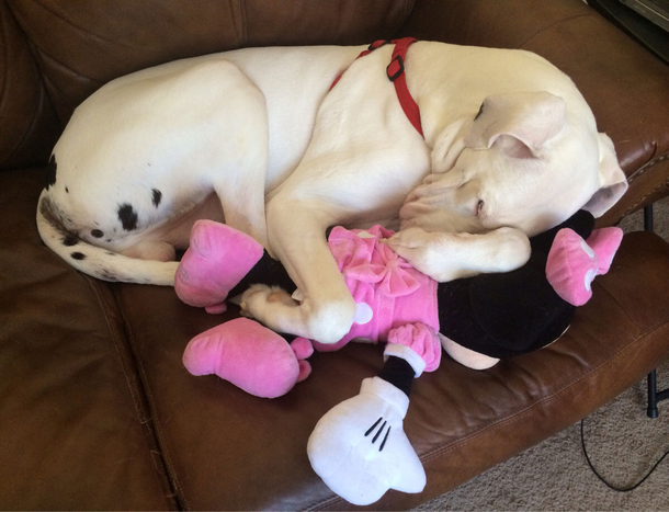 10 Pictures That Prove How Awesome Dogs Are - picture 2
