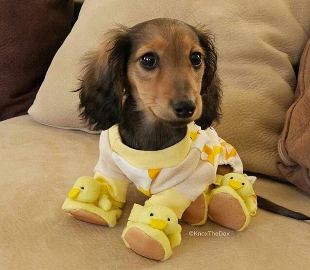 10 Pictures That Prove How Awesome Dogs Are - picture 3