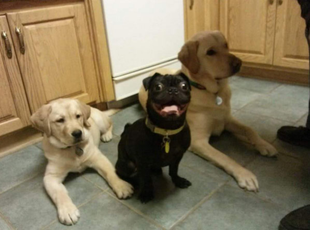 10 Pictures That Prove How Awesome Dogs Are - picture 4