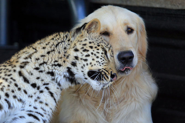 10 Pictures That Prove How Awesome Dogs Are - picture 6