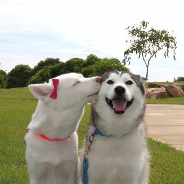 10 Pictures That Prove How Awesome Dogs Are - picture 9
