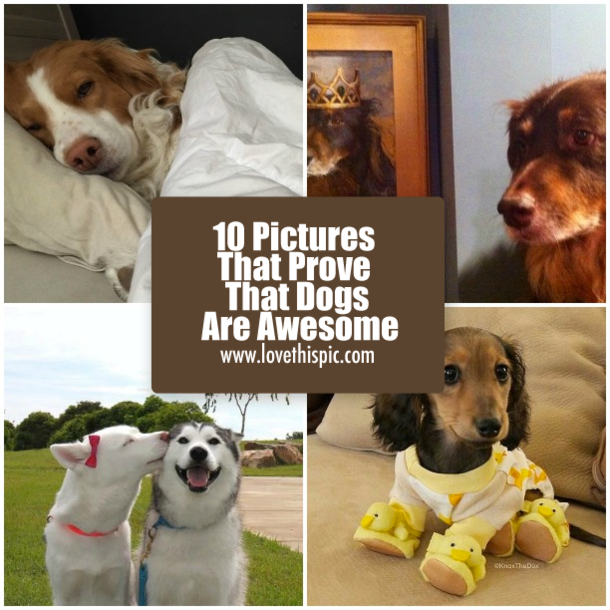 10 Pictures That Prove That Dogs Are Awesome