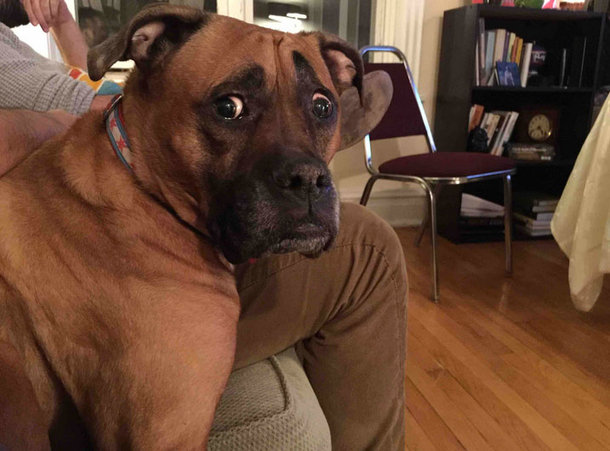 10 Pictures That Prove That Dogs Are Awesome - picture 10
