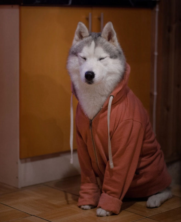 10 Pictures That Prove That Dogs Are Awesome - picture 11