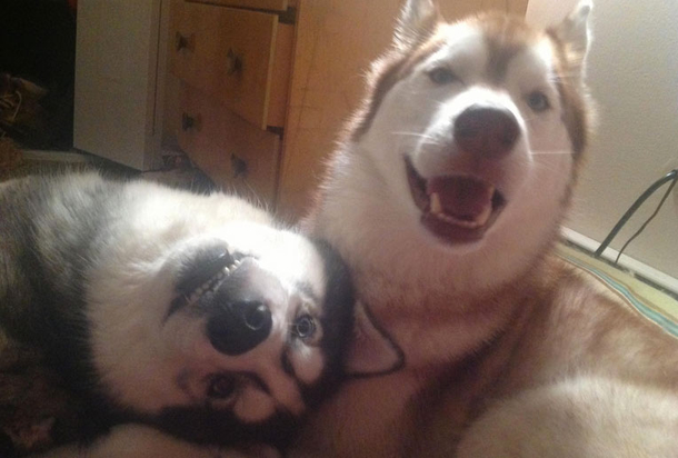 10 Pictures That Prove That Dogs Are Awesome - picture 4