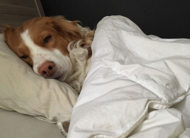 10 Pictures That Prove That Dogs Are Awesome - picture 9