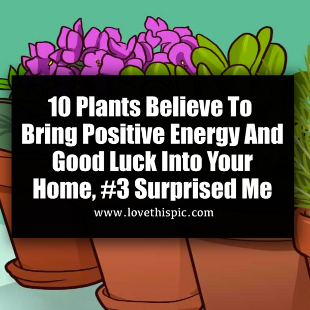 10 Plants Believe To Bring Positive Energy And Good Luck Into Your Home, #3 Surprised Me