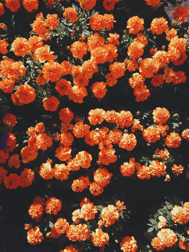 10 Pretty Floral Photography Images To Share And Love - picture 2