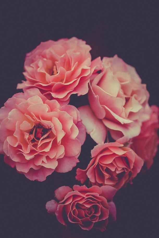10 Pretty Floral Photography Images To Share And Love - picture 3
