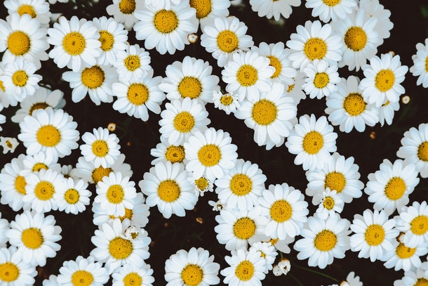 10 Pretty Floral Photography Images To Share And Love - picture 5