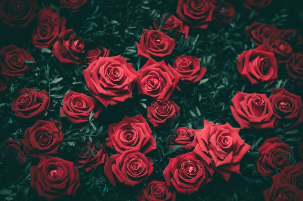 10 Pretty Floral Photography Images To Share And Love - picture 6