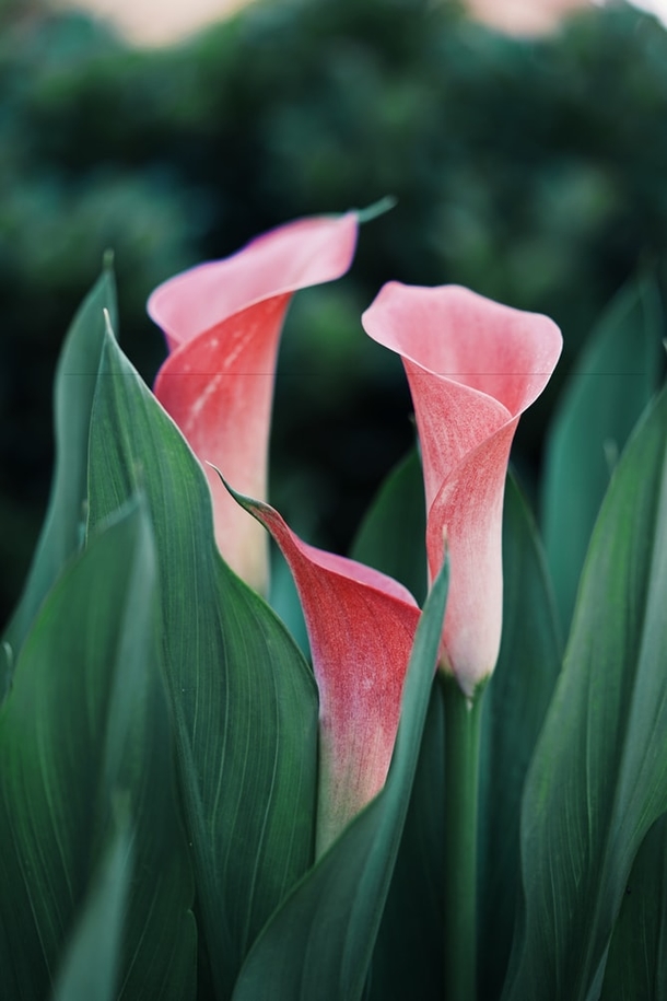 10 Pretty Floral Photography Images To Share And Love - picture 7