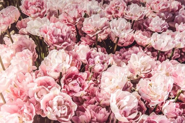 10 Pretty Floral Photography Images To Share And Love - picture 8