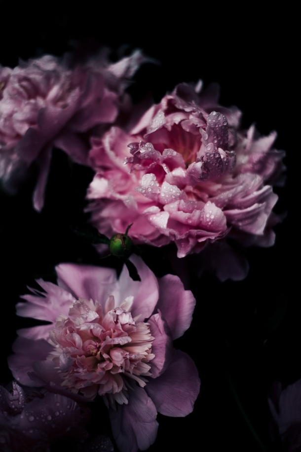 10 Pretty Floral Photography Images To Share And Love - picture 9