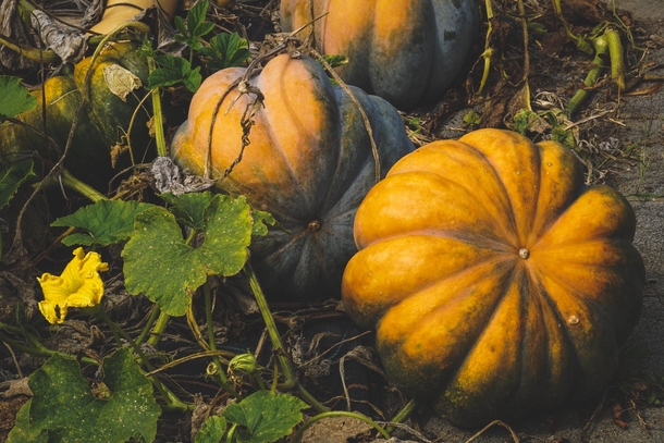 10 Pumpkins That Will Remind You That Fall Is Coming - picture 4