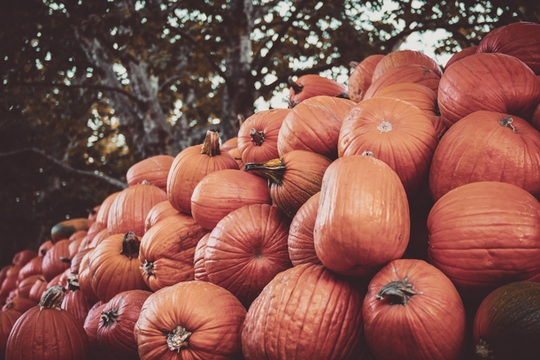 10 Pumpkins That Will Remind You That Fall Is Coming - picture 5