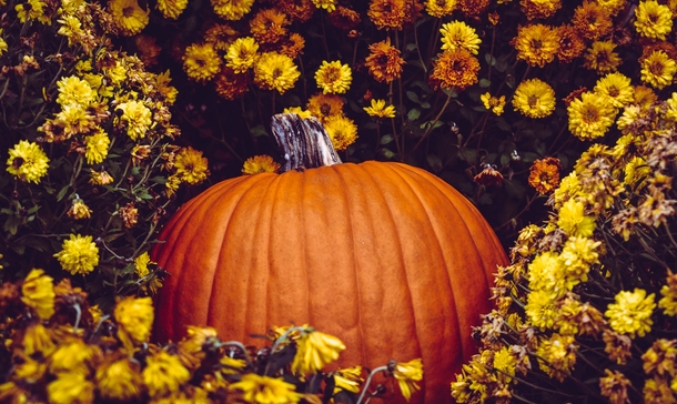 10 Pumpkins That Will Remind You That Fall Is Coming - picture 8