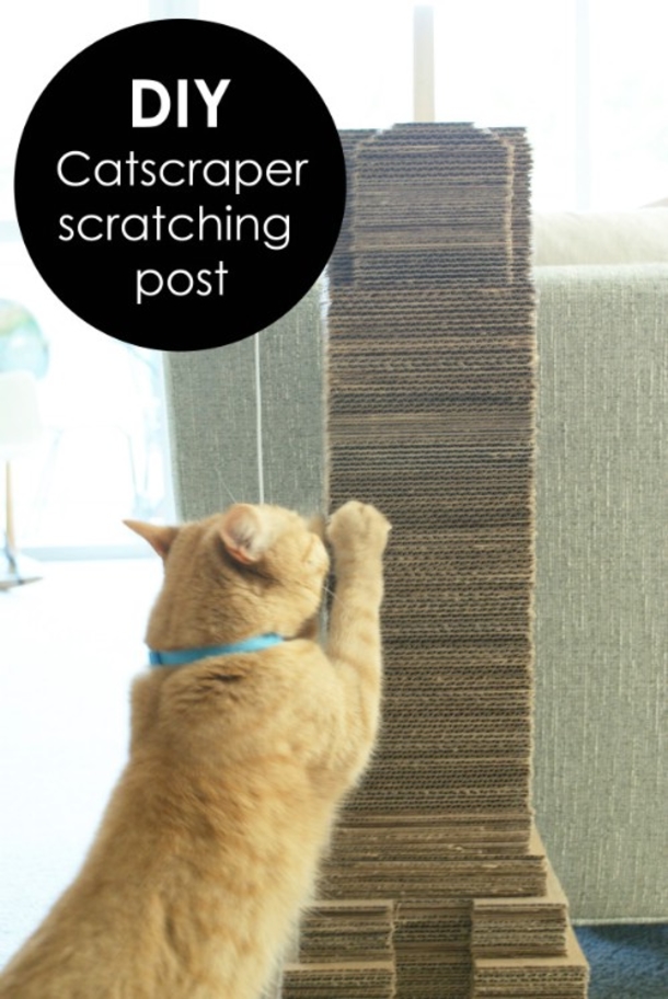 10 Purrfect Projects For The Cat Lovers Of The World - picture 11