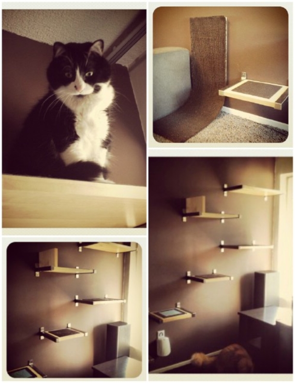 10 Purrfect Projects For The Cat Lovers Of The World - picture 3