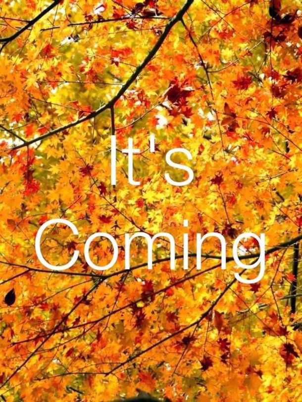 10 Quotes To Get You Ready For The Fall Season - picture 2