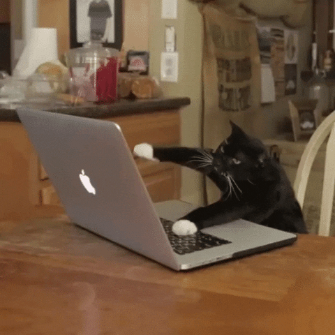10 Randomly Cute And Very Funny Gifs That'll Make Your Day - picture 2