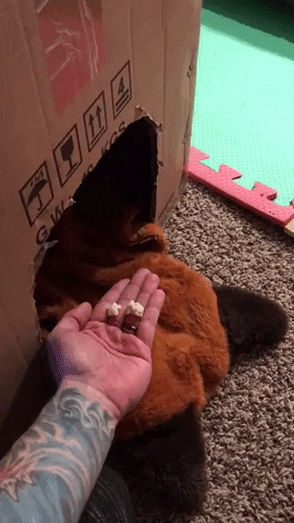 10 Randomly Cute And Very Funny Gifs That'll Make Your Day - picture 4