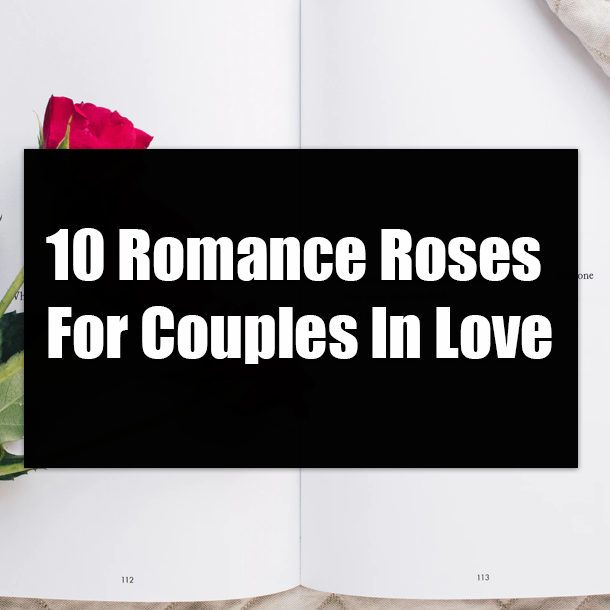 10 Romance Roses For Couples In Love