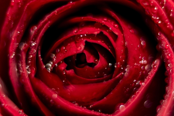 10 Romance Roses For Couples In Love - picture 11