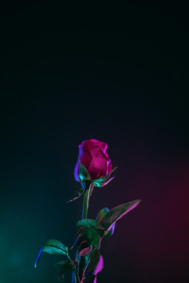 10 Romance Roses For Couples In Love - picture 2