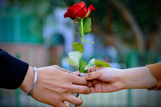 10 Romance Roses For Couples In Love - picture 3