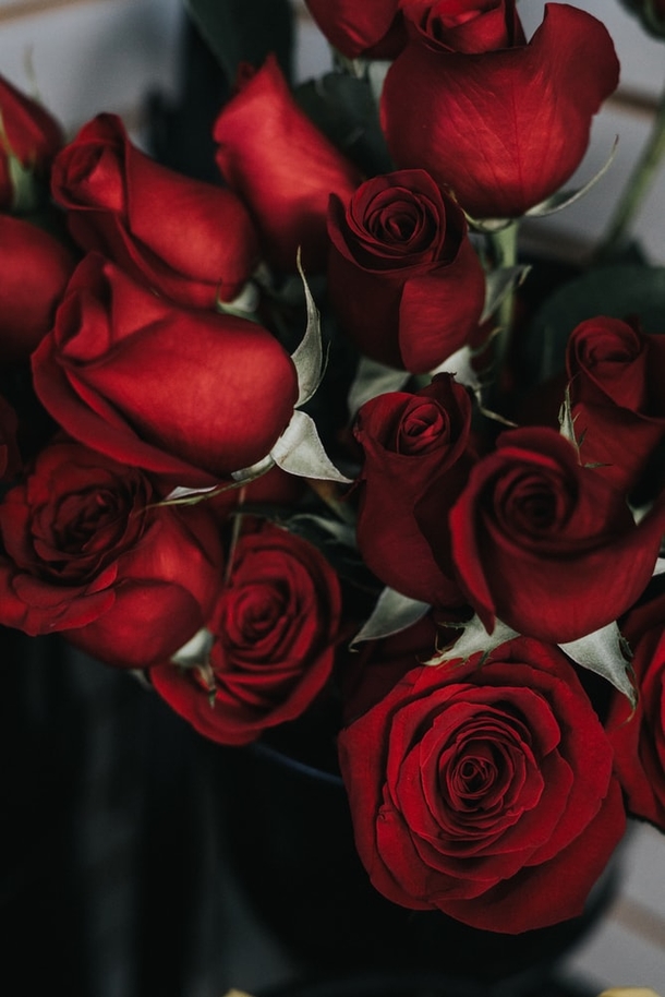 10 Romance Roses For Couples In Love - picture 4