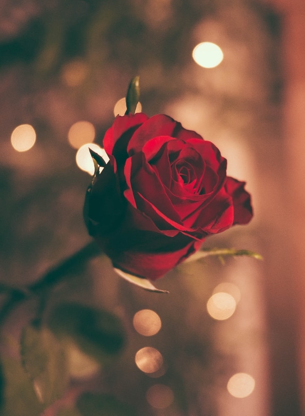 10 Romance Roses For Couples In Love - picture 5