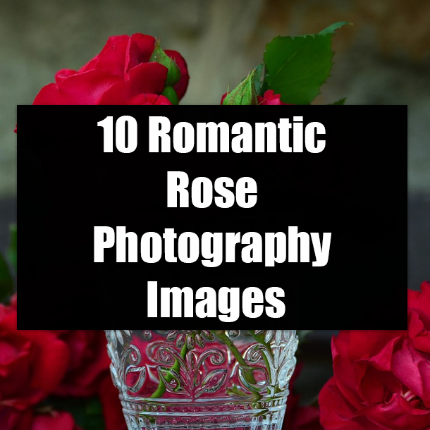 10 Romantic Rose Photography Images
