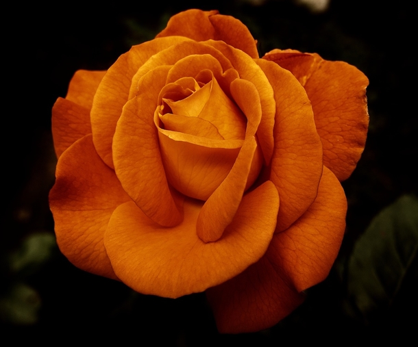 10 Romantic Rose Photography Images - picture 10