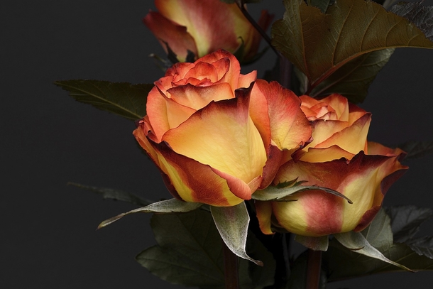 10 Romantic Rose Photography Images - picture 2