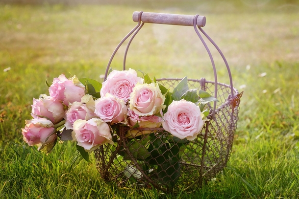10 Romantic Rose Photography Images - picture 3