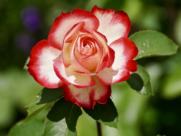 10 Romantic Rose Photography Images - picture 5