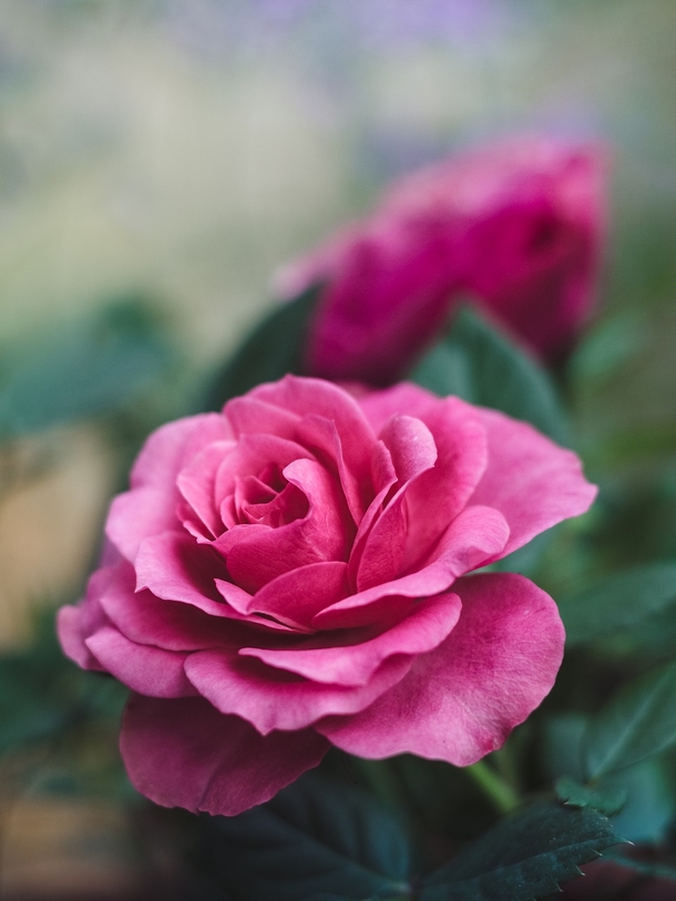 10 Romantic Rose Photography Images - picture 6