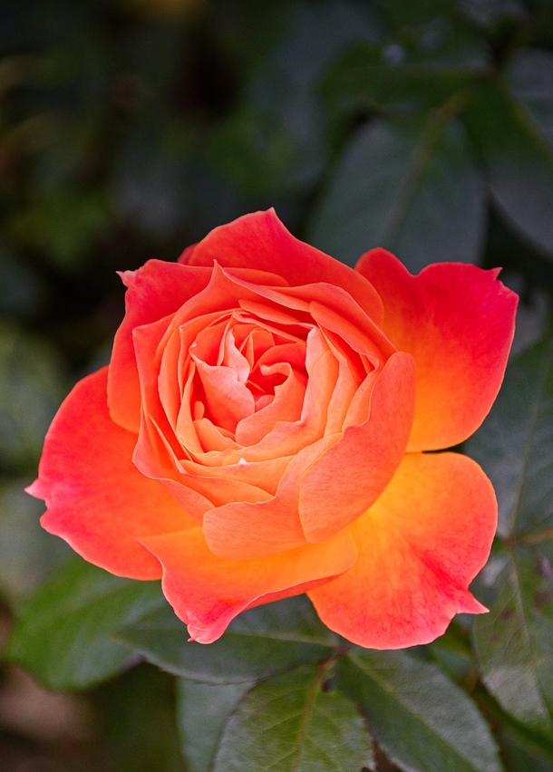 10 Romantic Rose Photography Images - picture 8