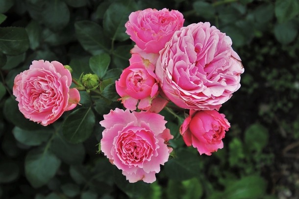 10 Romantic Rose Photography Images - picture 9