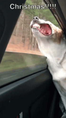 10 Silly Christmas Pictures, Images And Gifs - picture 8