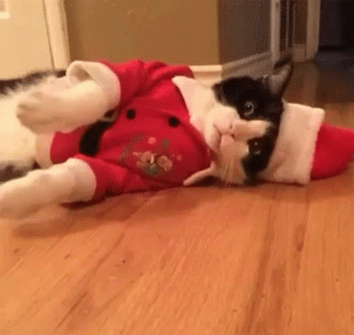 10 Silly Christmas Pictures, Images And Gifs - picture 9