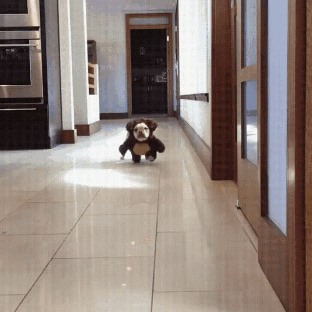 10 Silly & Funny Halloween Gifs - picture 11
