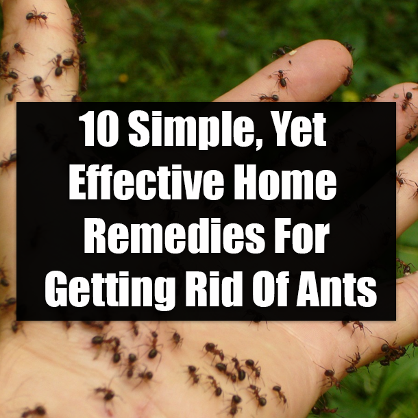 10 Simple, Yet Effective Home Remedies For Getting Rid Of Ants