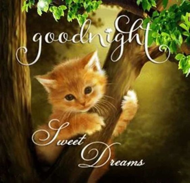 10 Special Good Night Pictures With Quotes - picture 11